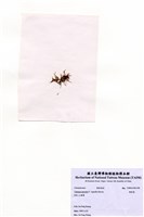 藏品(環節藻)的圖片